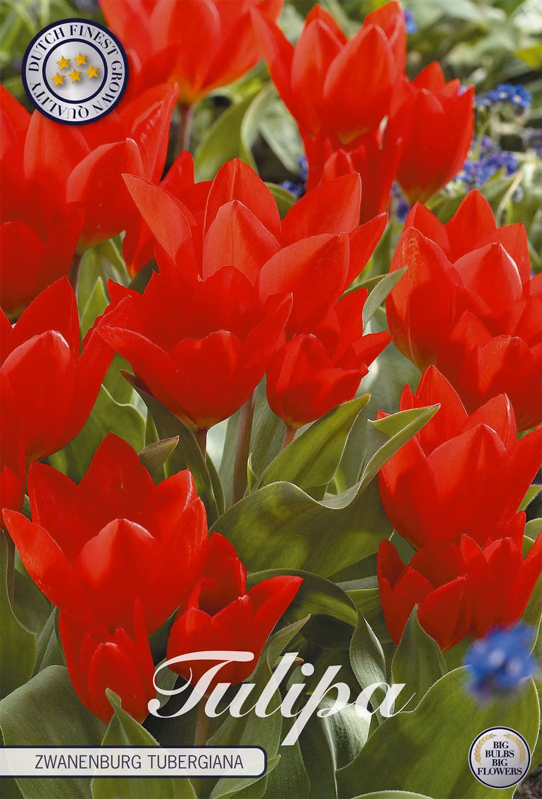 Tulipano Tubergiana Zwanenburg (10 bulbi) | Bulbi di tulipano di Sam van Schooten