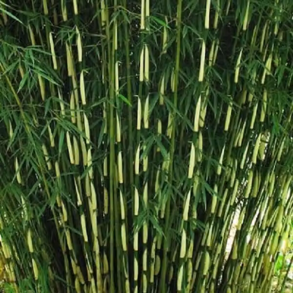 Bambù ornamentale a cespuglio – Fargesia robusta 'Pingwu' | 60-80 cm in vaso