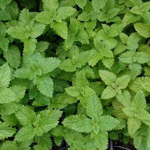 6 piante di citronella (Melissa officinalis) | Vaso da 9x9 cm