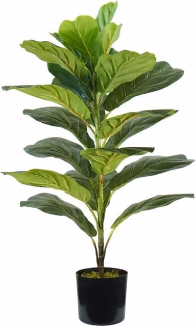 Pianta Ficus Lyrata Garden Friend verde con 21 foglie e vaso in polietilene con muschio, Altezza: 75 cm