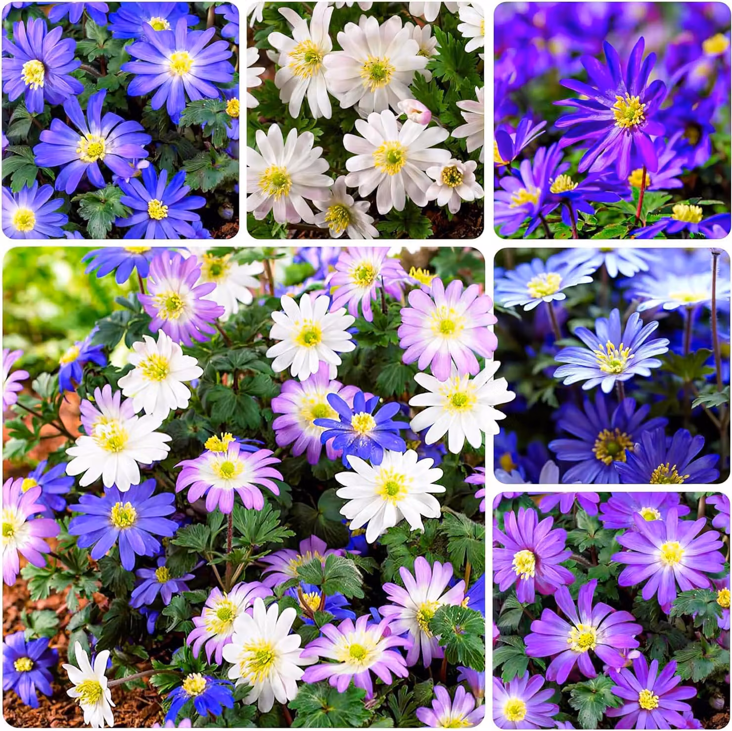 Bulbi di anemone resistenti al freddo, varietà Blanda - 50 anemoni misti - bulbi perenne - piante vere provenienti dall'Olanda - ideali per vasi, balconi e giardino (piante robuste, senza semi e non artificiali)