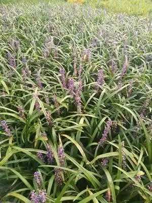 6 x Liriope musc. 'Evergreen Giant' - Mazzo di gigli - vaso 9 x 9 cm