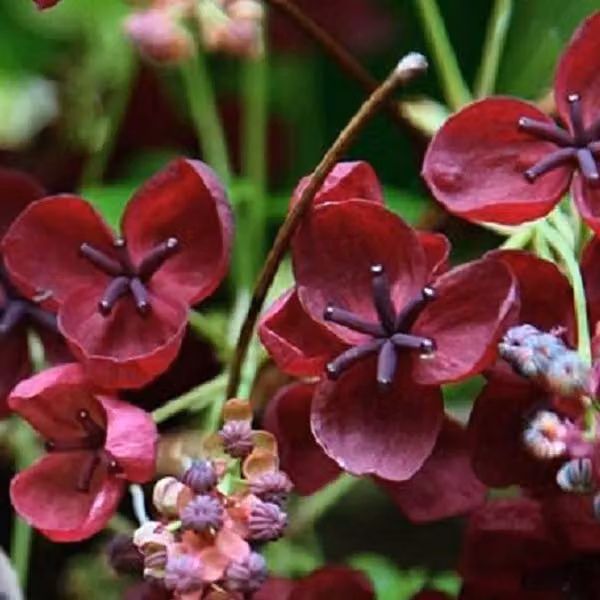 Akèbia a foglie palmiformi (Akebia quinata) | 50-60 cm in vaso