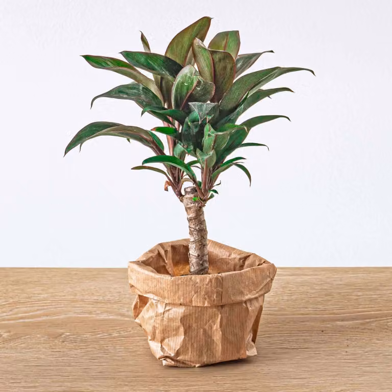 Mini Palma - Cordyline Fruticosa 'Purple Compacta' - Pianta da terrario - Vaso Mat 6
