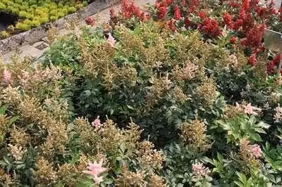 6 x Astilbe (j) 'Europa' - Prachtspiere - Topf 9 x 9 cm