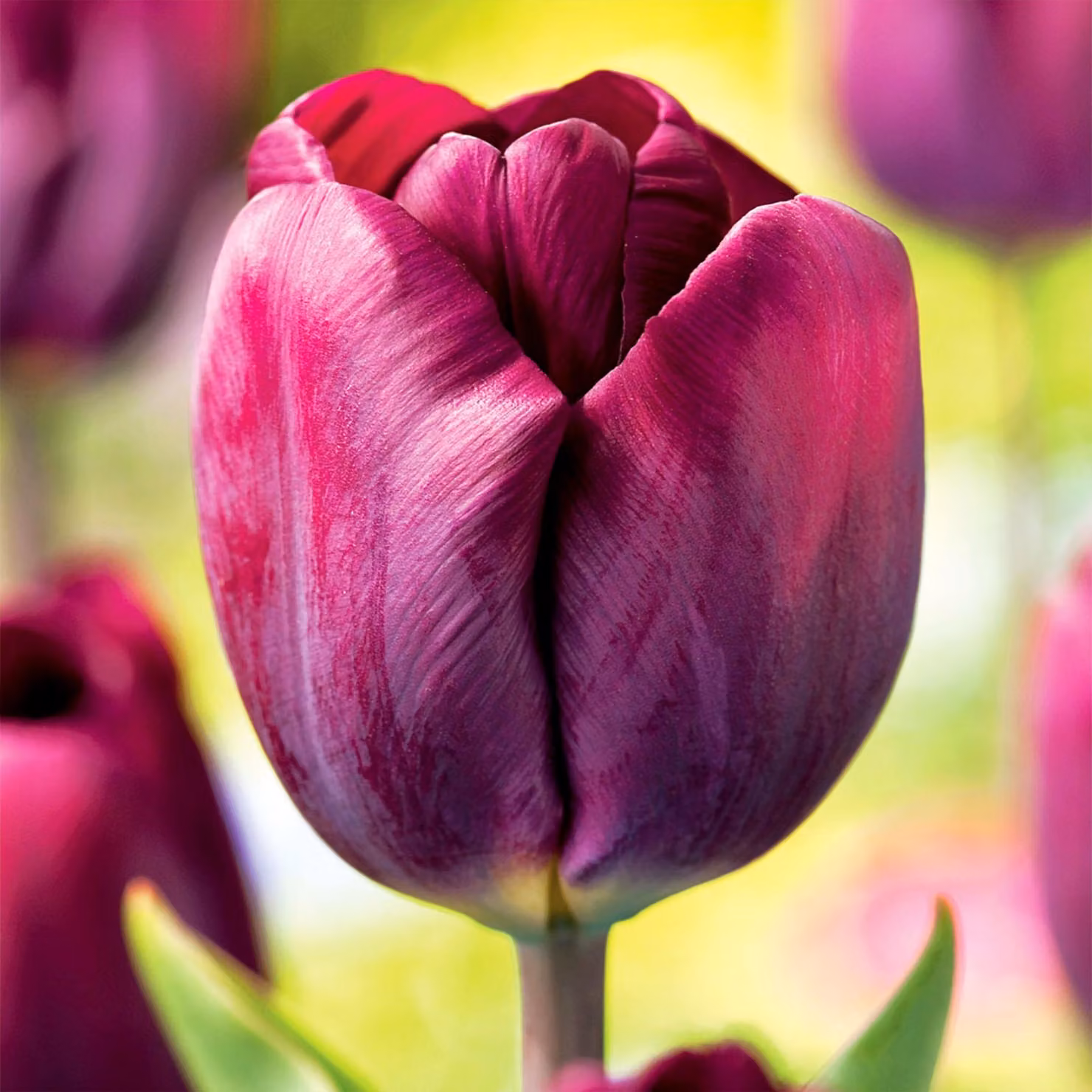 Tulipani Bulbi Fiori Tulipano gigante Purple Lady 5 pz.