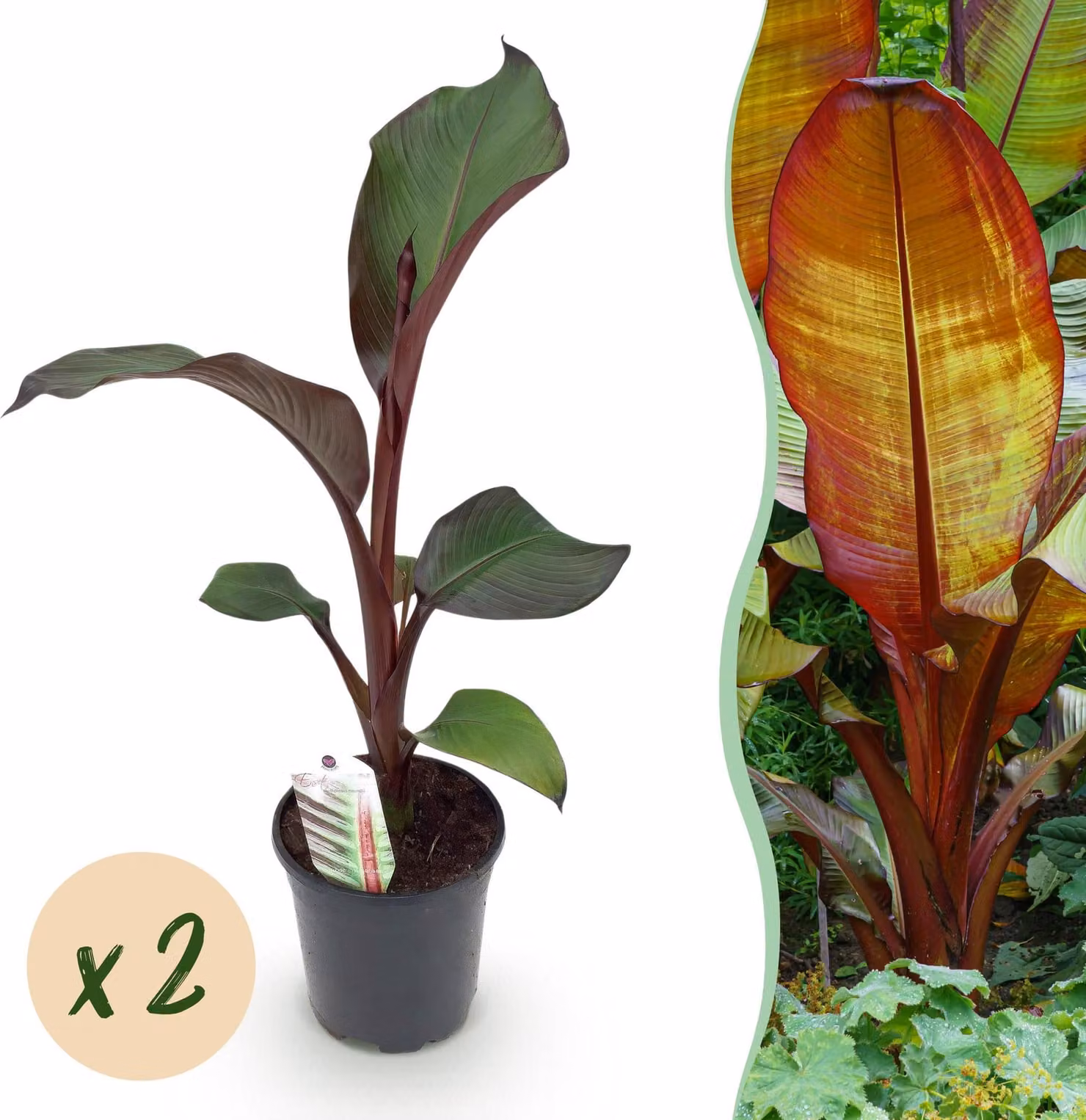 Pianta da frutto - Banana - Ensete ventricosum Maurelli - Difficile - 2 piante - 30-40cm - Ø20cm - Pianta da giardino