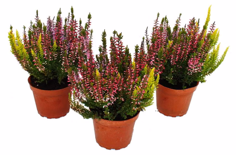 Calluna vulgaris, set di 3 piante – erica comune – pianta resistente al gelo, vaso da 11 cm, fiori dai colori vivaci
