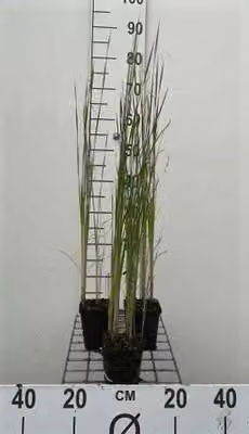 6 x Typha laxmannii - giunco di Laxmann - vaso 9 x 9 cm