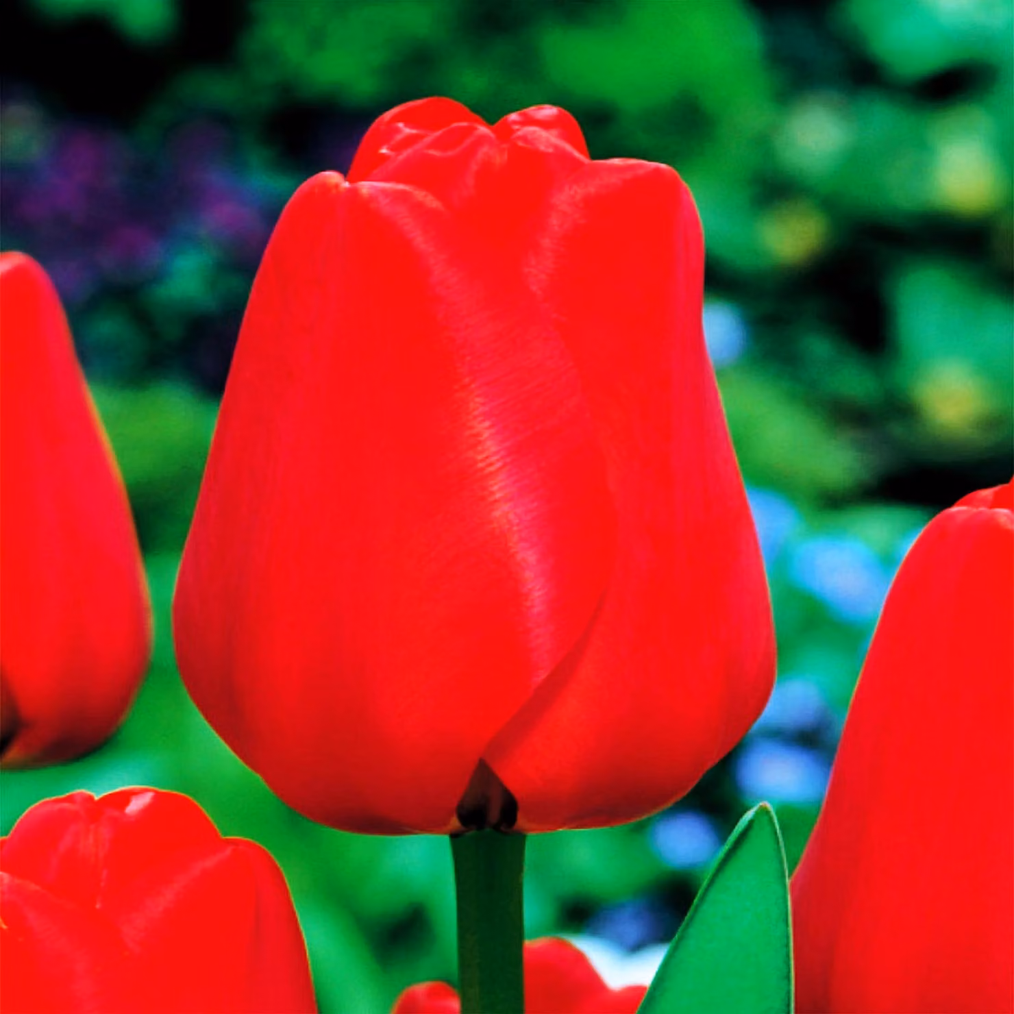 Tulipani Bulbi da fiore Fiori Darwin Tulipano Apeldorn 5 pz.