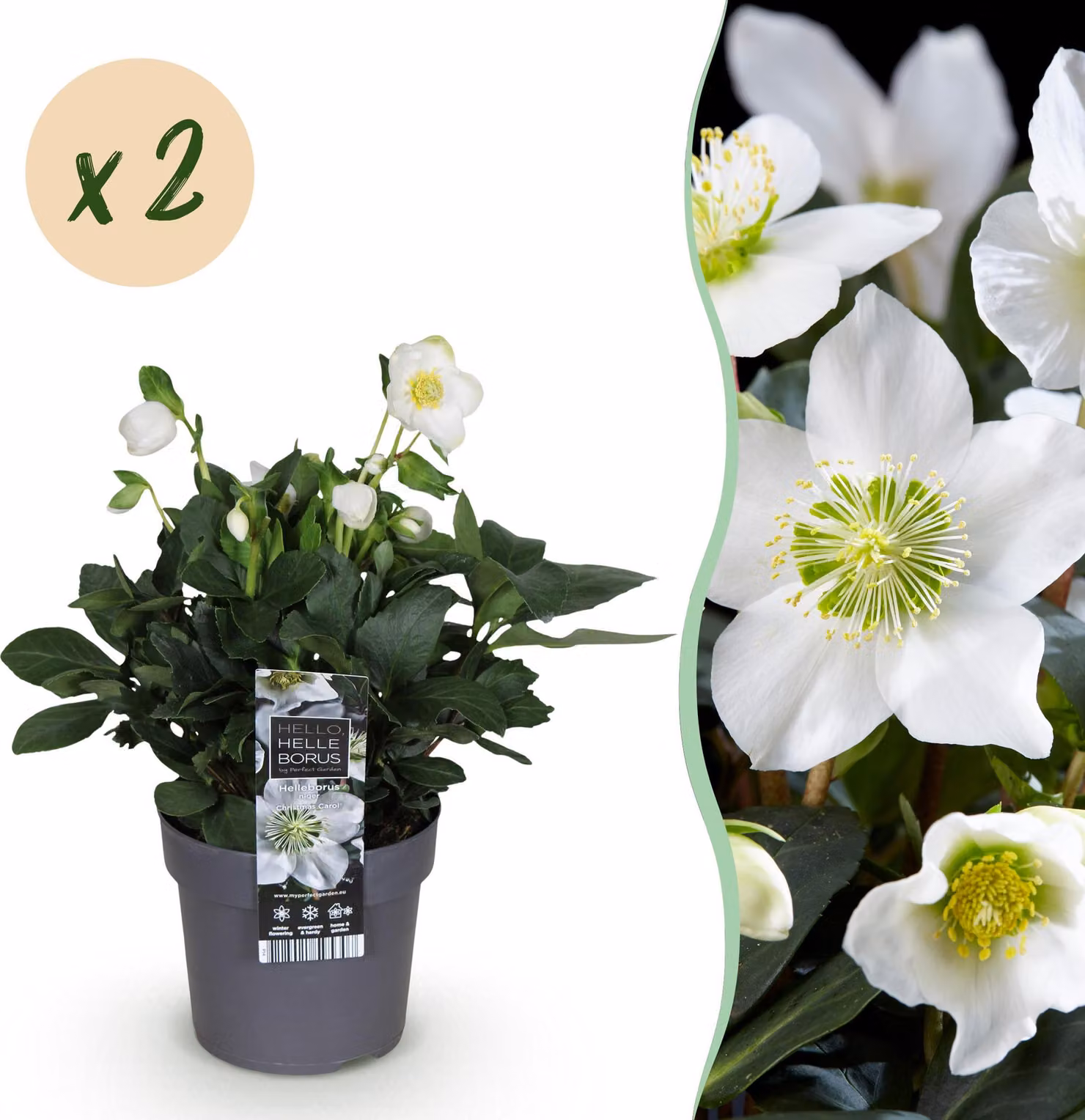 Rosa di Natale - Helleborus Christmas Carol - Fiore bianco -2 Piante - Sempreverde - 30cm - Ø14cm - Pianta da giardino