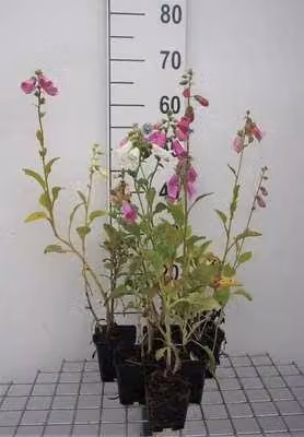 6 x Digitalis purp. gloxiniiflora' - Garofano - Vaso 9 x 9 cm
