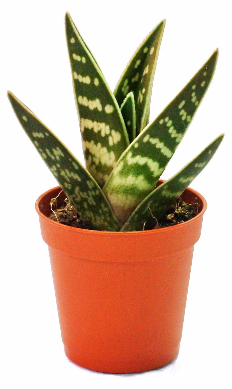Aloe variegata - Tiger Aloe - pianta piccola in vaso da 5,5 cm