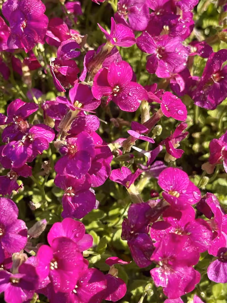6 x Aubrieta 'Bressingham Red' - Fransenblume im Topf 9 x 9 cm