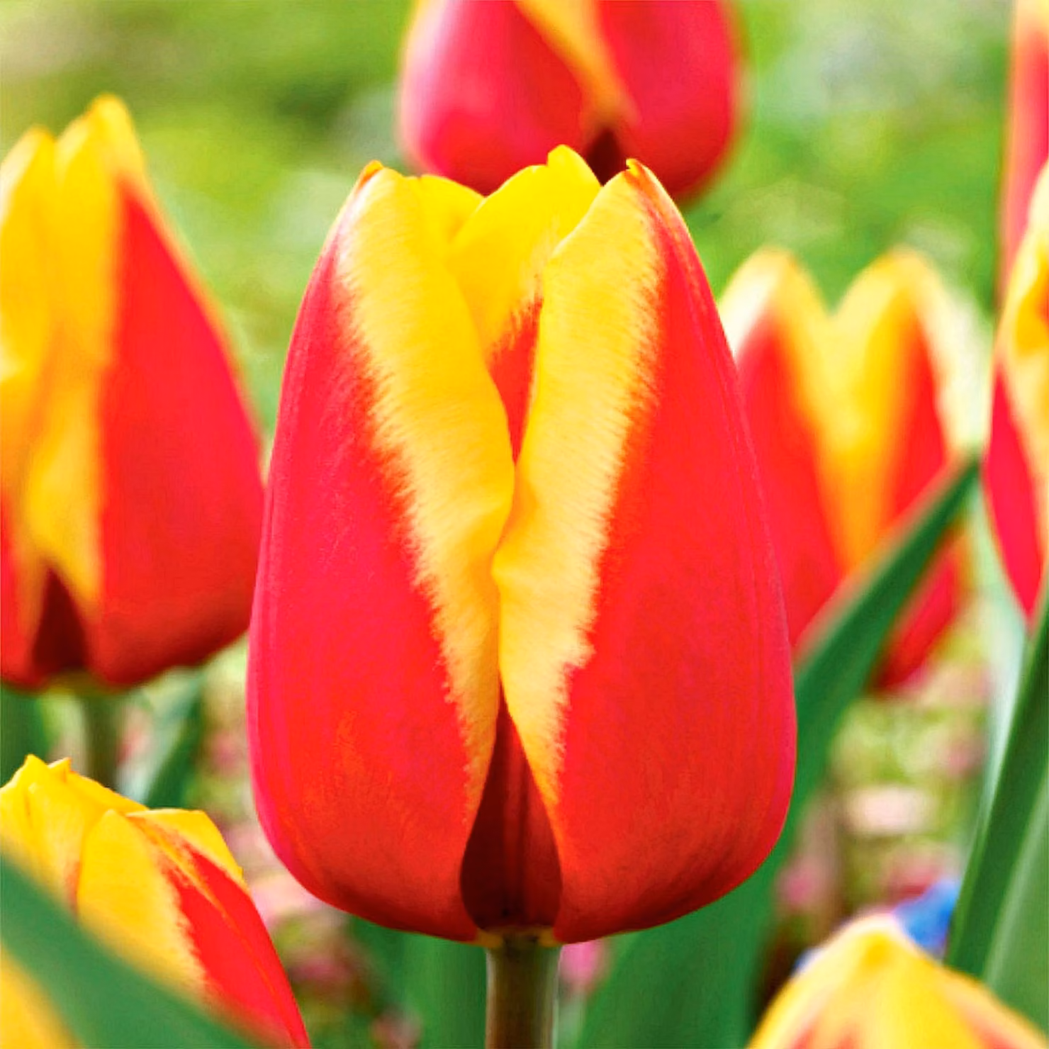 Tulipani Bulbi Fiori Tulipano rosso-giallo 5 pz.