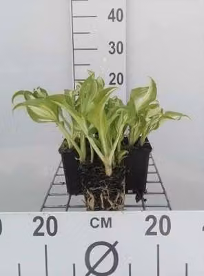 6 x Hosta hybr. 'Undulata Mediovariegata' - vaso 9 x 9 cm x 9 cm
