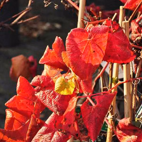 2 piante di *Vitis coignetiae* (edera rossa), altezza 60-80 cm, in vaso