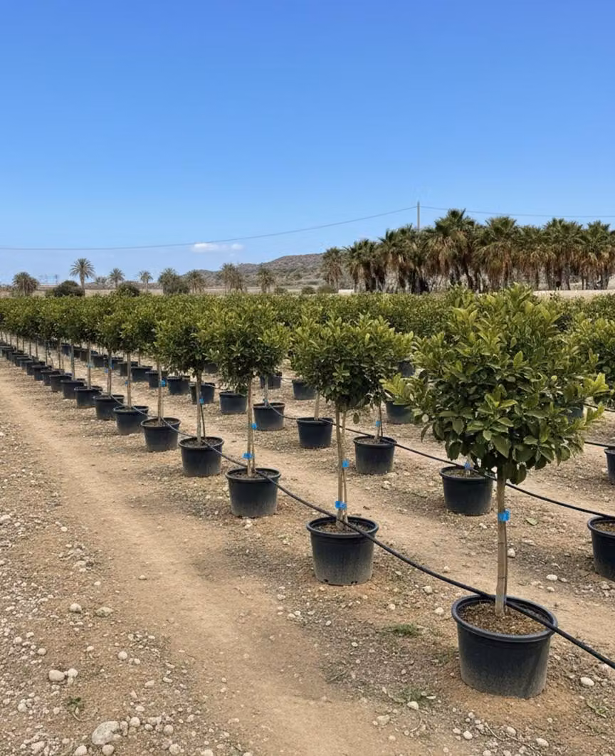 Albero soleggiato - Tiglio grande 150 centimetri - Citrus Aurantifolia - Albero da frutto - Luoghi soleggiati - Fruttificazione - Tiglio di 8 anni