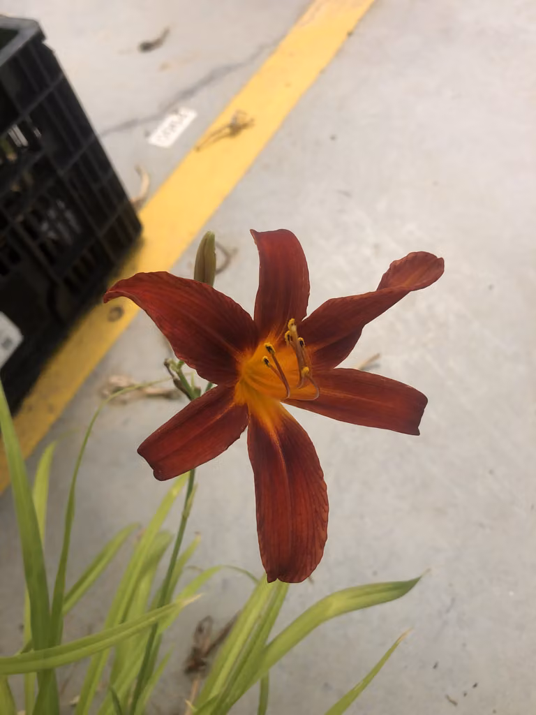 6 x Hemerocallis 'Sammy Russell' - Daylily - vaso 9x9 cm