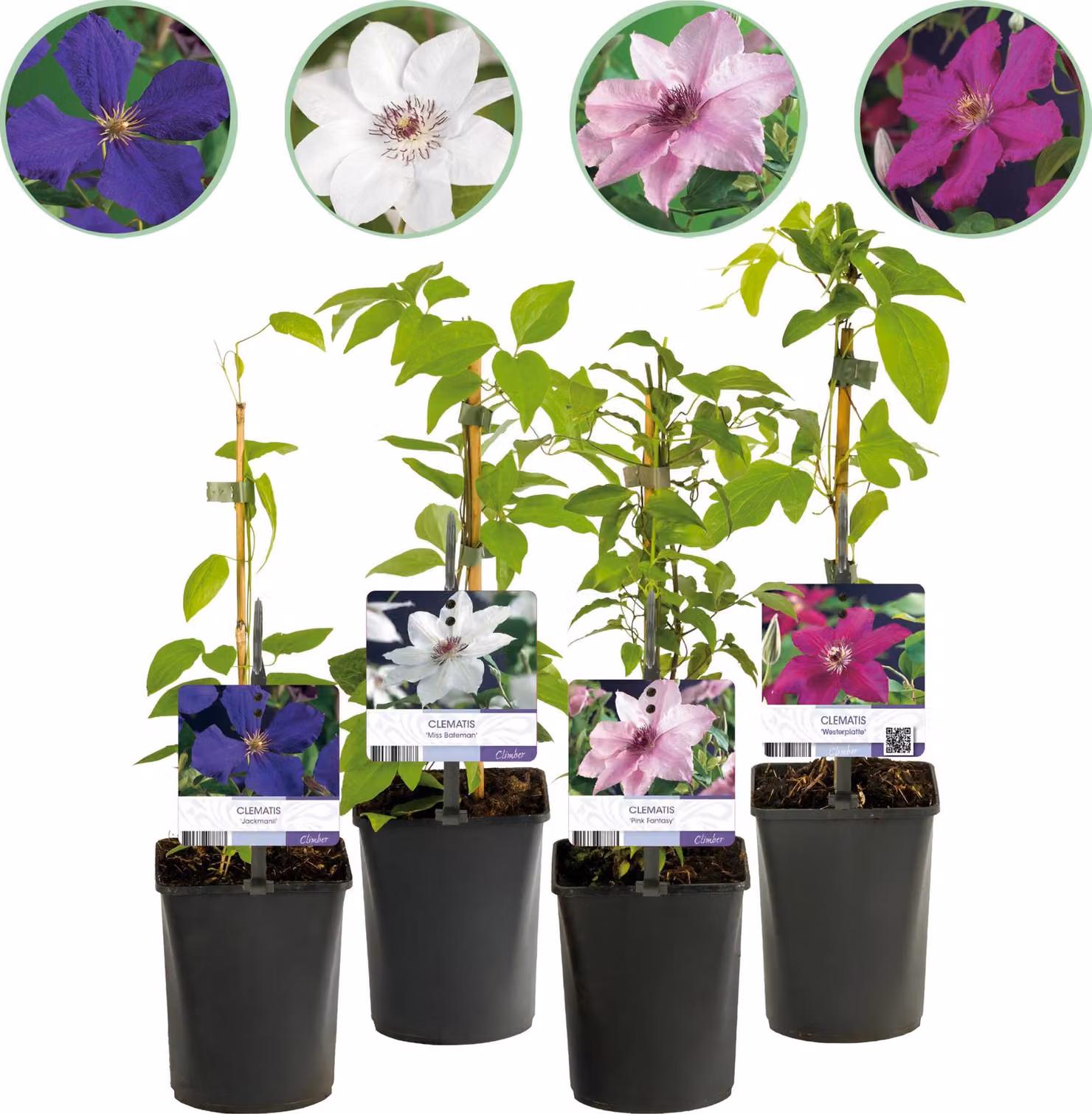 Rampicante - Clematis Rainbow - Fiore Rosa Bianco Viola Rosso - Bassa manutenzione - 4 piante - 30-40cm - Ø10cm - Pianta da giardino