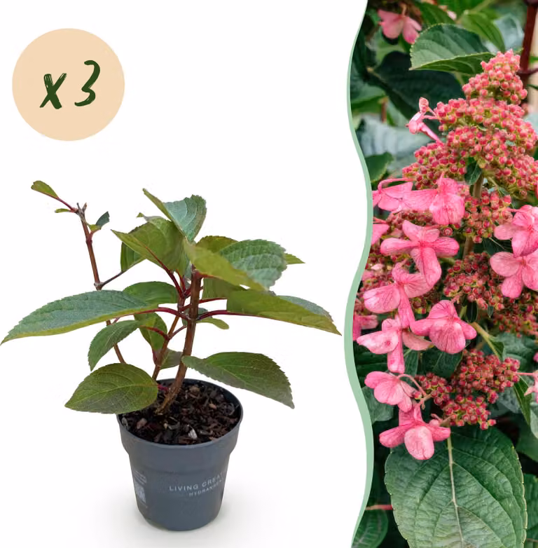 Hydrangea panniculata Living Infinity - Ortensia - Difficile da coltivare - Bianco - 3 piante - 20-30cm - Ø12cm - Pianta da giardino