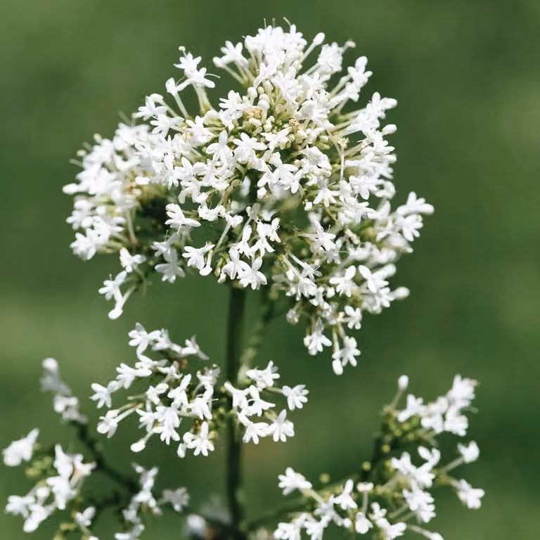 6 piante di Centranthus ruber 'Snow Cloud', in vaso da 9x9 cm