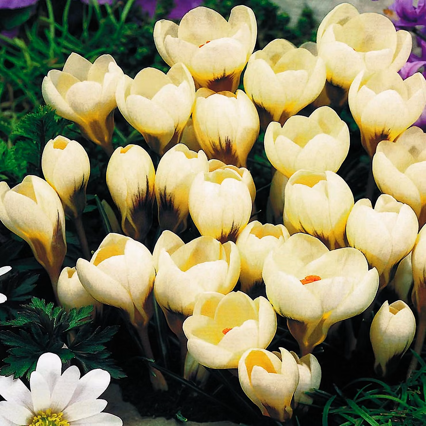 Bulbi da fiore Bulbi da fiore Crocus Spring Crocus Cream Beauty 10 pz.