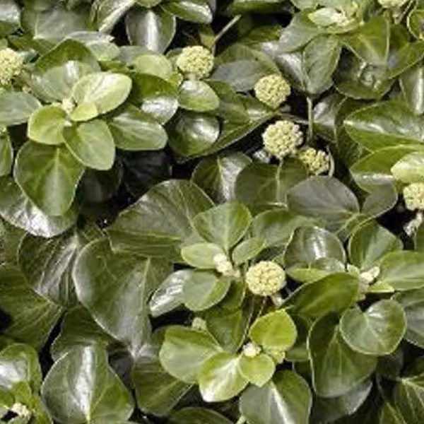 2 piante di edera (Hedera helix 'Arbori Compact'), altezza 20-25 cm, in vaso