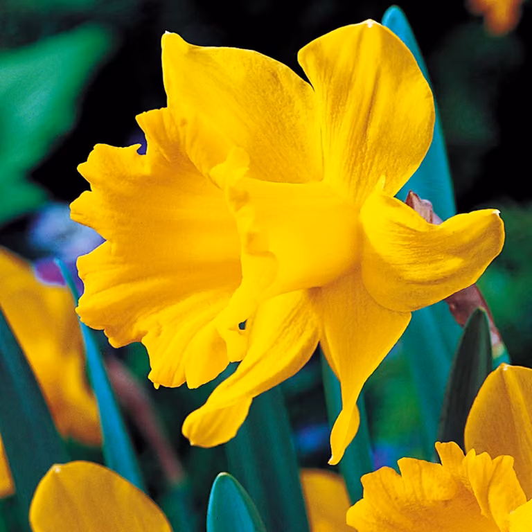 Narciso Tromba Insuperabile 12/14 5 pz. Bulbi di narciso Bulbi di fiori