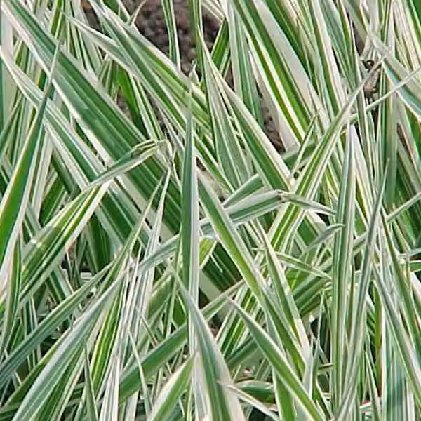 6 piante di erba ornamentale "Rohrglanzgras" (Phalaris arundinacea 'Picta'), in vaso da 9x9 cm