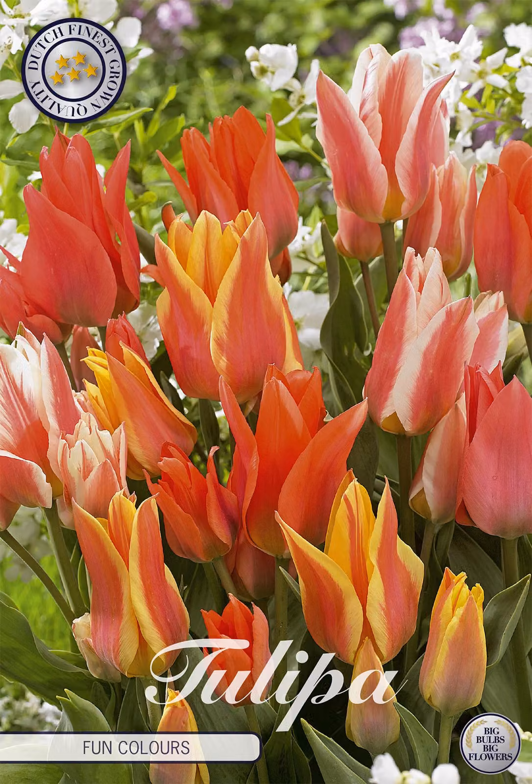 Tulipani Fun Colours (10 pezzi) | Bulbi di tulipano di Sam van Schooten