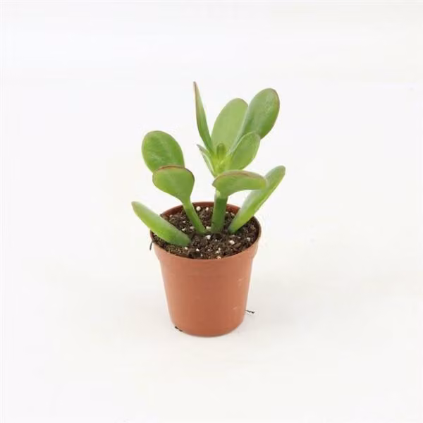Crassula Argentea 8-13 cm - Piante grasse - Echeveria - Pleiospilos - Sedum - Crassula - Aloe