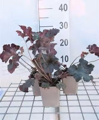 6 x Heuchera hybr. 'Stormy Seas' - Campane viola - vaso 9 x 9 cm