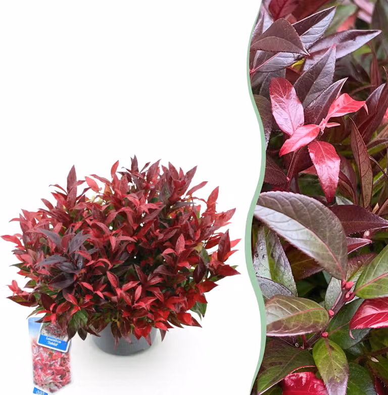 Leucothoe Zeblid - Rossa - Sempreverde - Bassa manutenzione - 35-45cm - Ø17cm - Pianta da giardino