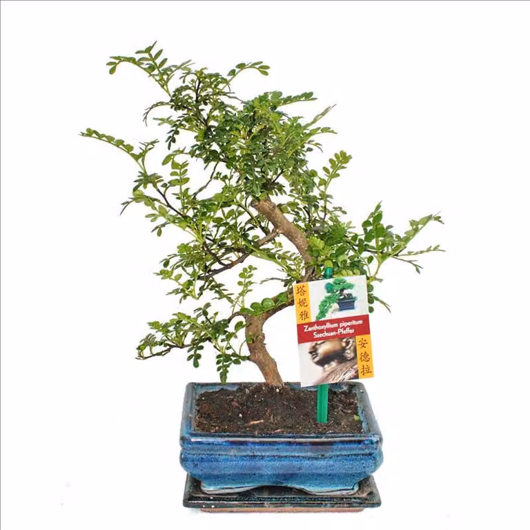 Pepe bonsai di Sichuan - Zanthoxylum piperitum - ca.6 anni
