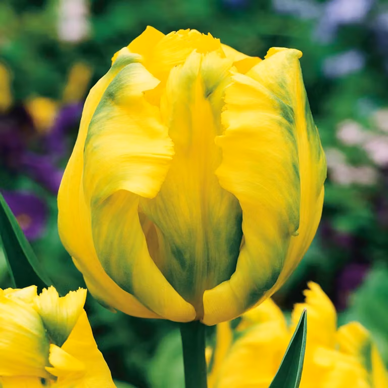 Tulipani Bulbi Bulbi Fiori Pappagallo Tulipano Texas Oro 5 pz.