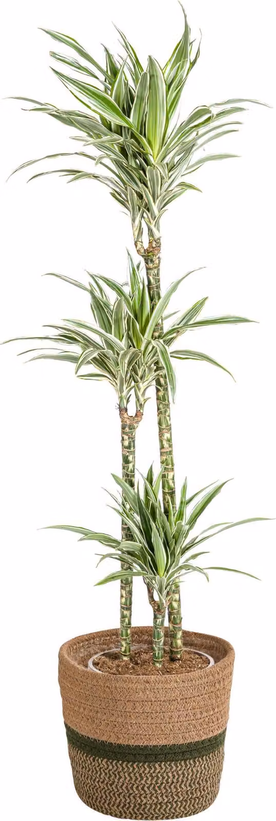 Dracaena Deremensis White Stripe con cesto in vimini - Altezza 130-150cm