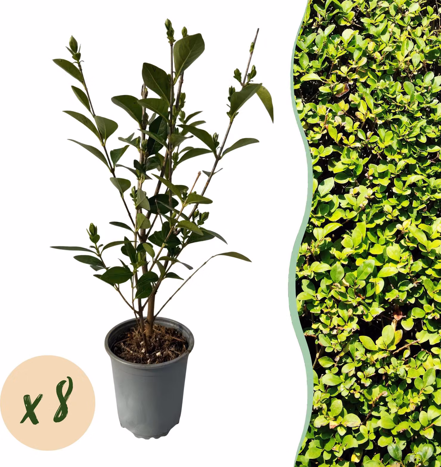 Ligustrum ovalifolium - foglia verde - 8 piante - 1 metro lineare - sempreverde - Aia piante - 30-40cm - Ø10cm - Pianta da giardino