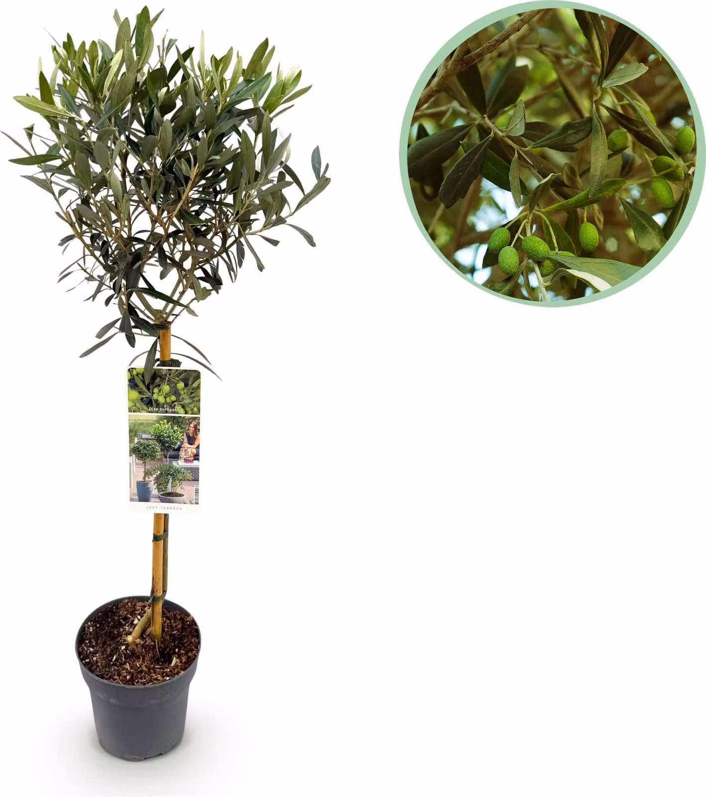 Olea Europaea - Pianta da appoggio - Pianta da terrazzo - Sempreverde - Bassa manutenzione - 80-90cm - Ø19cm - Pianta da giardino