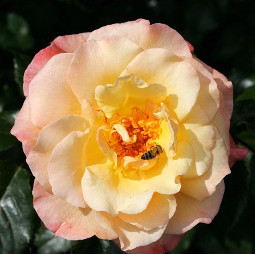 Rosa - Rosa rampicante Kordes - Rosa 'Moonlight'®