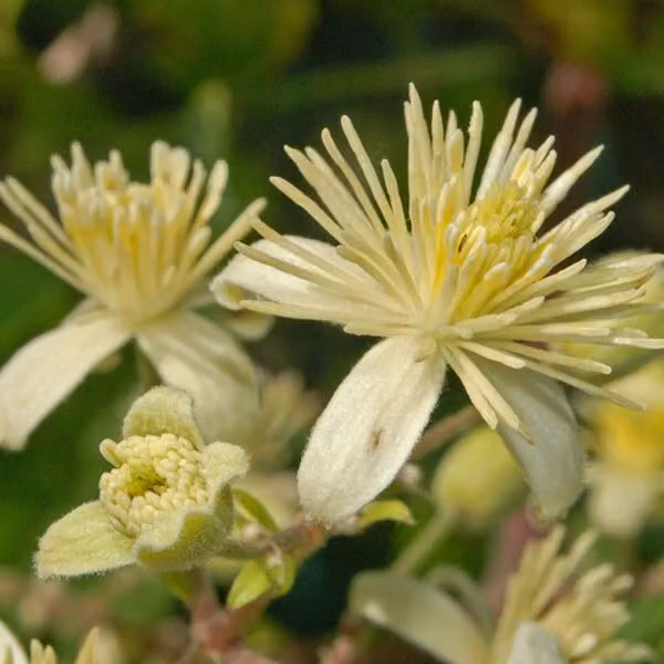 2 piante di Clematide bianca (Clematis vitalba) | Altezza: 50-60 cm, in vaso