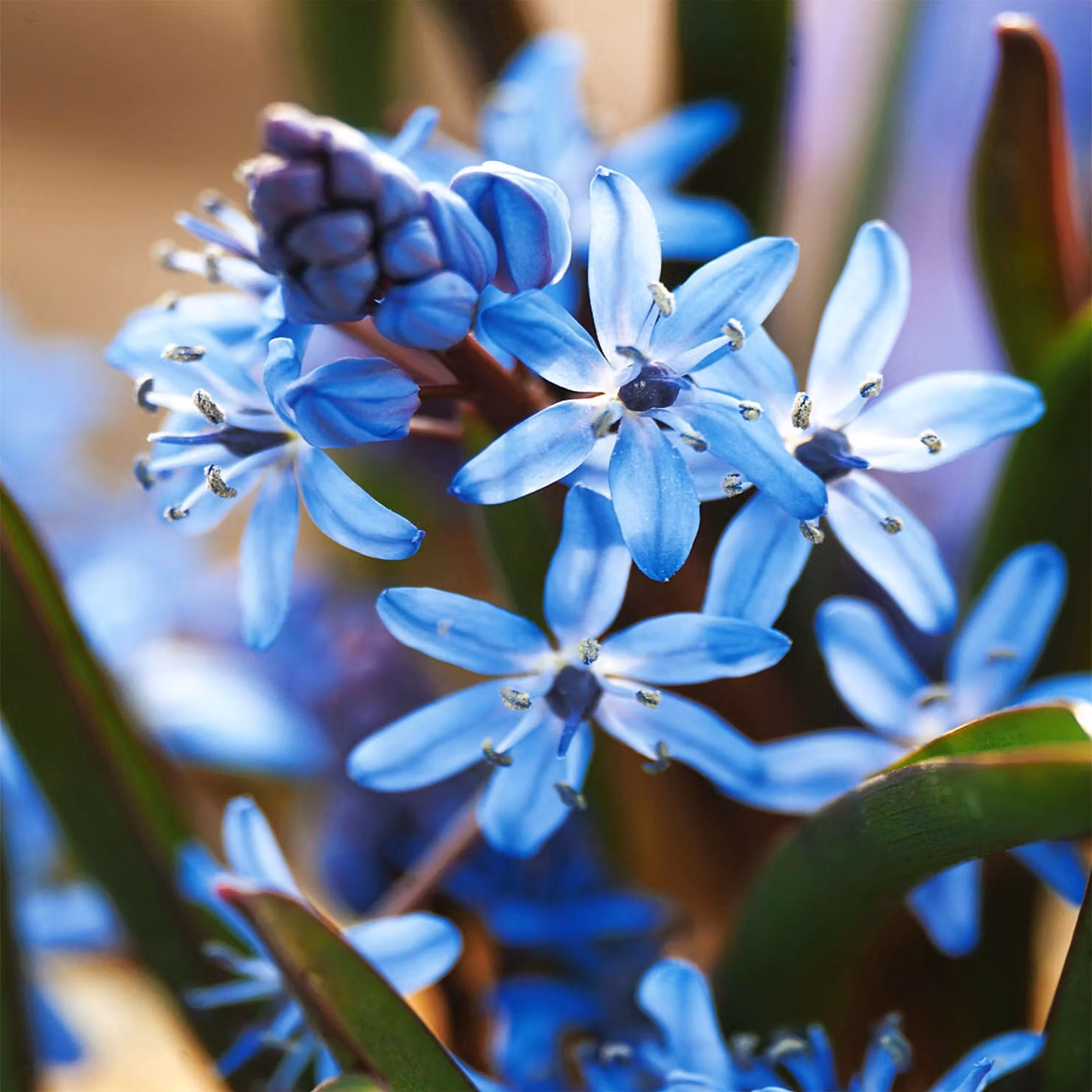 Scilla, bulbi di fiori, bulbi, fiori, Scilla a due foglie, Blue Star, confezione da 5 pezzi.