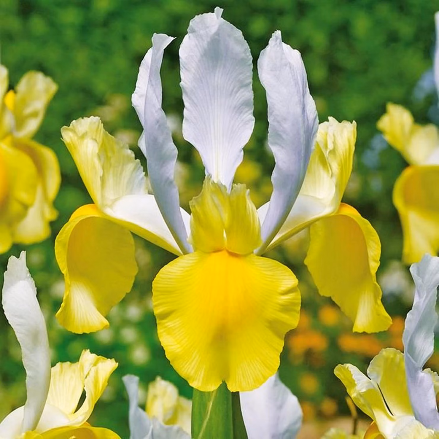 Bulbi di iris, fiori di iris, iris olandesi, gladioli, Montecito, confezione da 10.