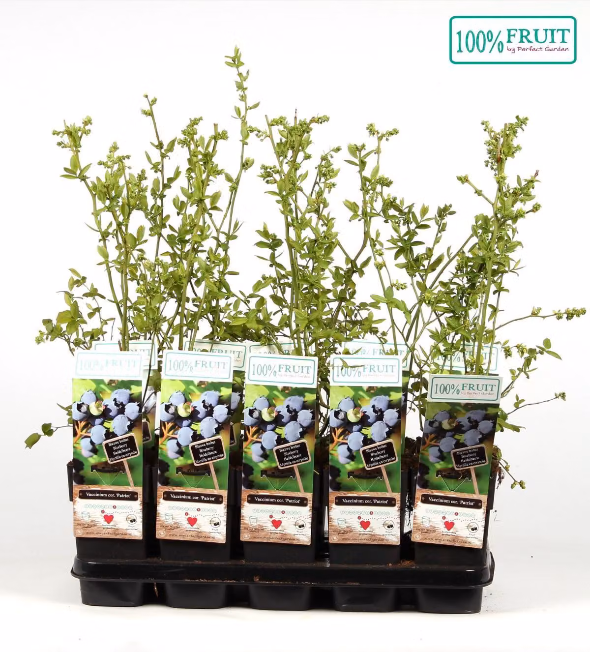 Mirtillo 'Patriot' - Vaccinium corymbosum Patriot