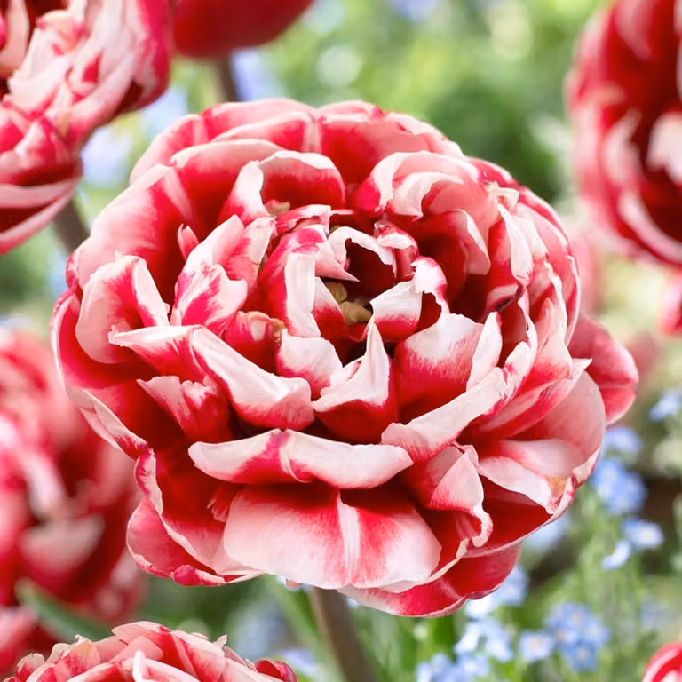 Bulbi di tulipano resistenti al freddo, perenni - "Double Red-White Passion" - 20 bulbi - Piante provenienti dall'Olanda - Tulipani per giardino, vasi e balcone (bulbi grandi, senza semi, non trattati artificialmente)