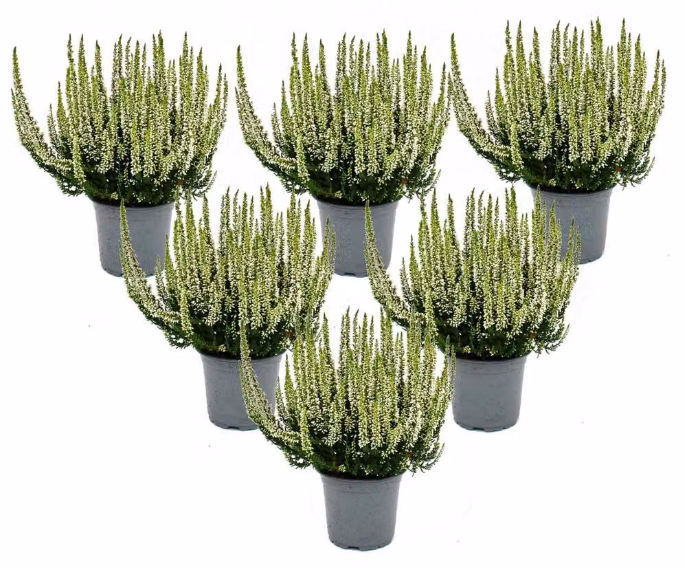 Calluna vulgaris - confezione da 6 piante - brugo comune - brugo - resistente al gelo - vaso da 11 cm - colore bianco
