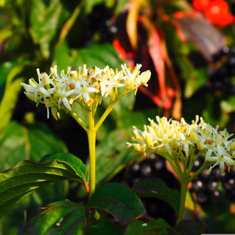 2 piante di Cornus sanguinea (nocciolo rosso) | altezza 60-80 cm, in vaso