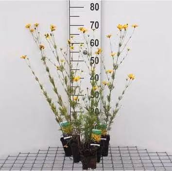6 x Coreopsis vert. 'Zagreb' - occhio di ragazza - vaso 9 x 9 cm