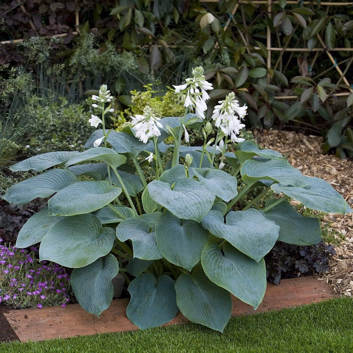 Piante del genere Hosta - 5 rizomi - Piante perenni, resistenti al freddo - Collezione economica di Hosta - Mix di 5 ibridi in 5 varietà diverse - Piante provenienti dai Paesi Bassi (nessun seme, solo rizomi, non prodotti artificialmente)