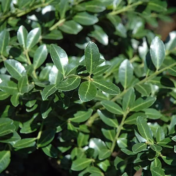2 piante di tasso giapponese (Ilex crenata 'Green Lustre'), alte 25-30 cm, in vaso